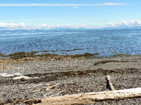 photo of Memorial Beach area wildlife