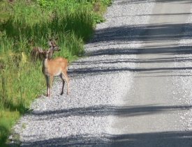 photo of Sandy Beach Road area wildlife