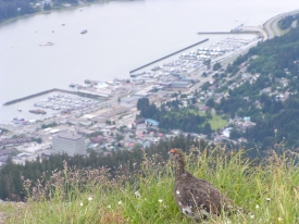 photo of Above Downtown Juneau area wildlife