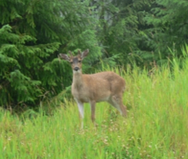 photo of Twelve Mile Estuary area wildlife