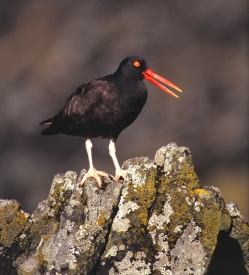 photo of Beardslee Islands area wildlife