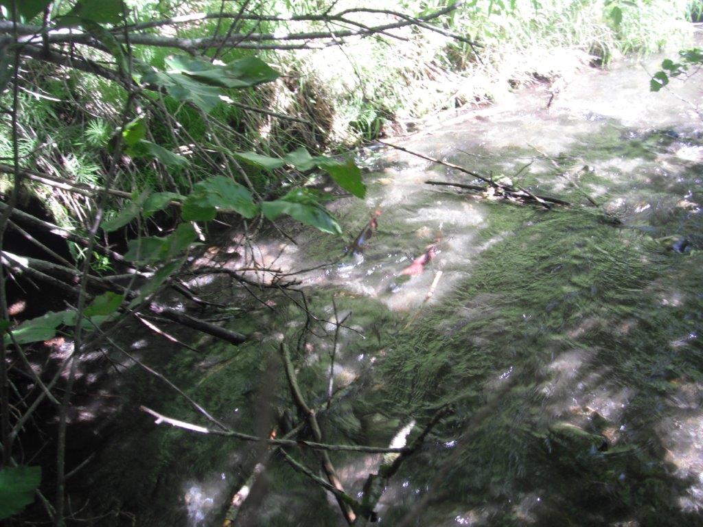 Nomination Details Anadromous Waters Catalog Sport Fish