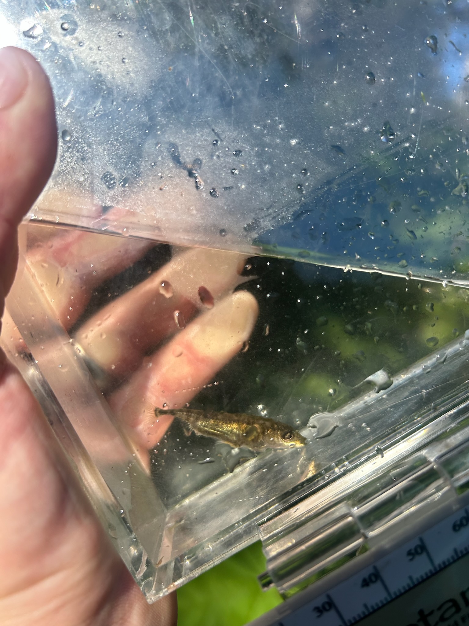 Nomination Details Anadromous Waters Catalog Sport Fish