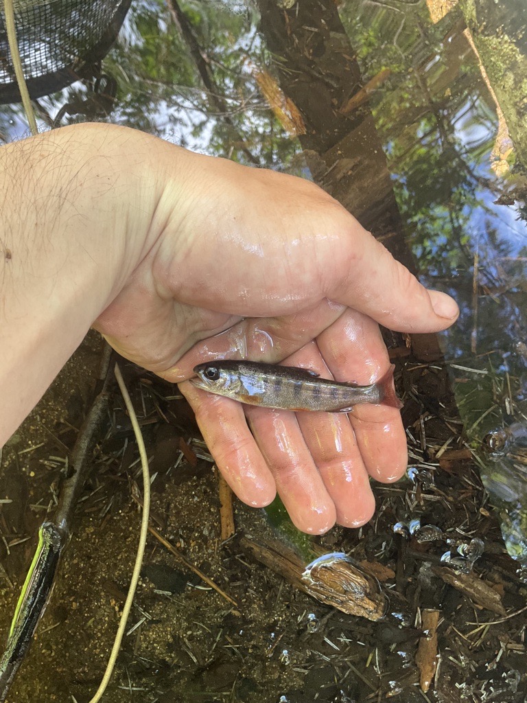 Nomination Details Anadromous Waters Catalog Sport Fish