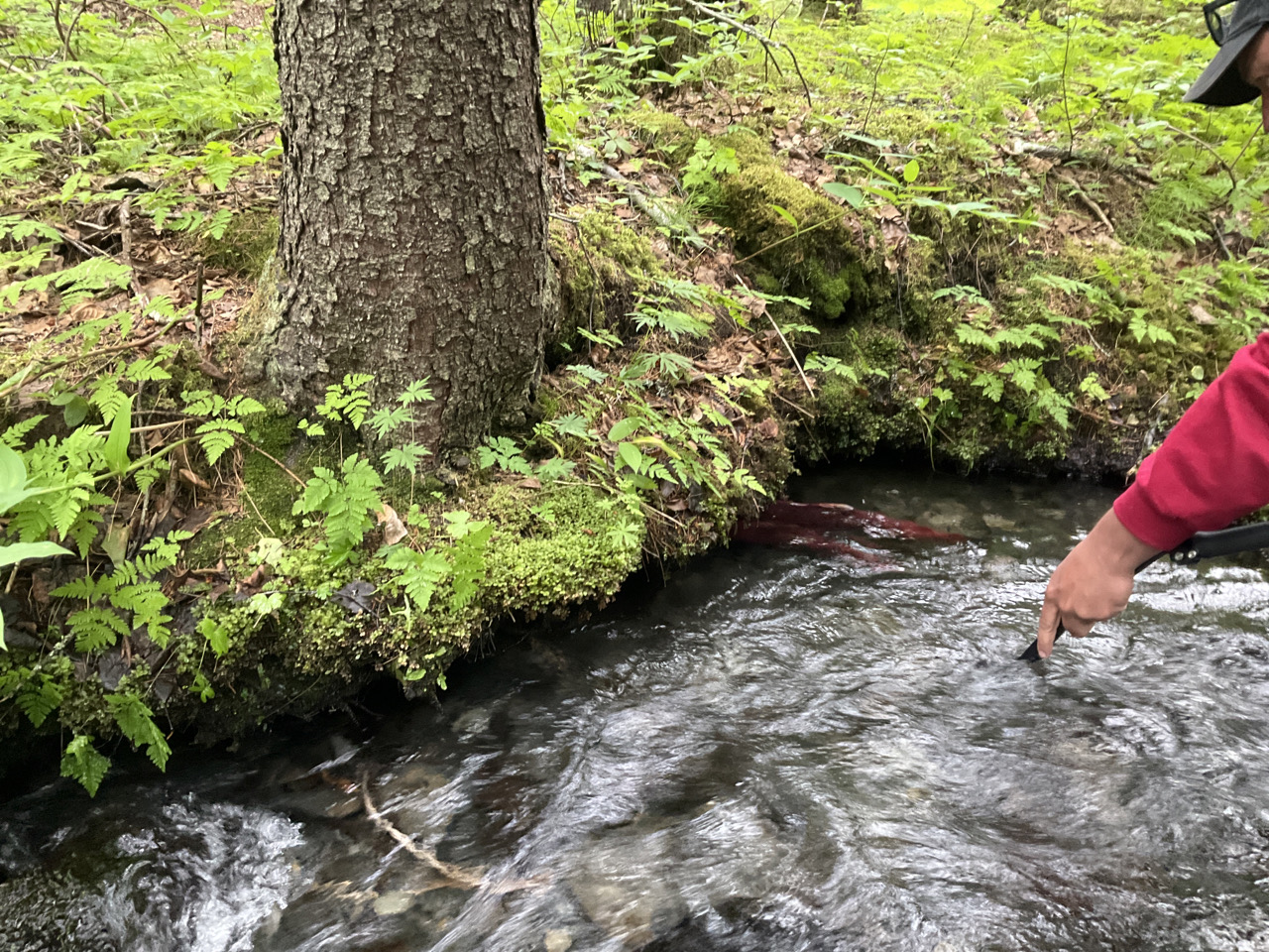 Nomination Details Anadromous Waters Catalog Sport Fish