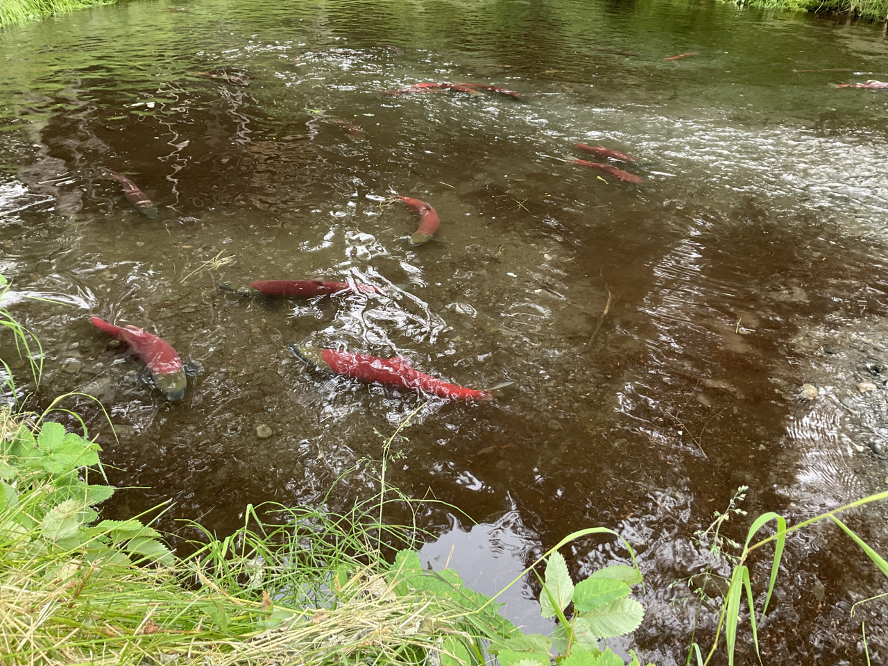 Nomination Details Anadromous Waters Catalog Sport Fish