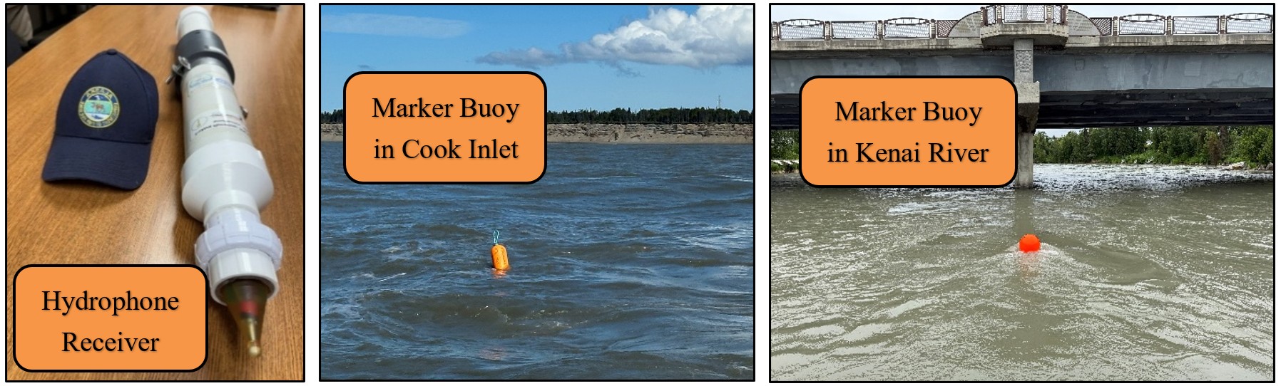 Multi-year Acoustic Tracking Study of Kenai River Juvenile King Salmon
