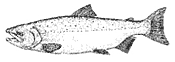 Fish Image