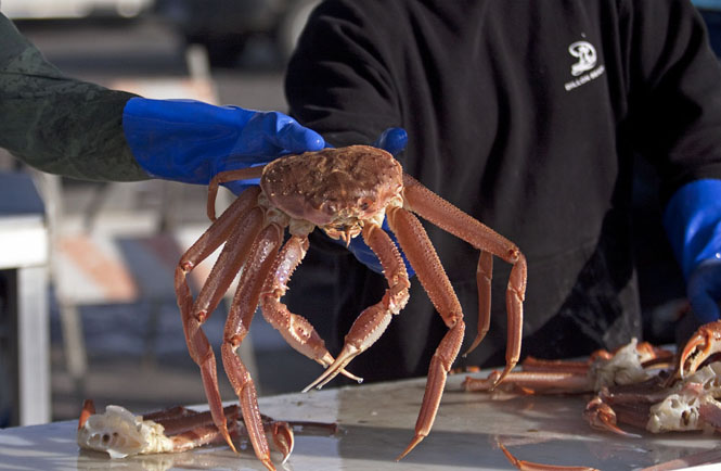 SPORT, SUBSISTENCE, PERSONAL USE TANNER CRAB FISHERIES TO REMAIN CLOSED IN KAMISHAK, KACHEMAK, NORTH GULF COAST WATERS 
