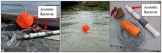 Kenai River Juvenile King Salmon Acoustic Tracking