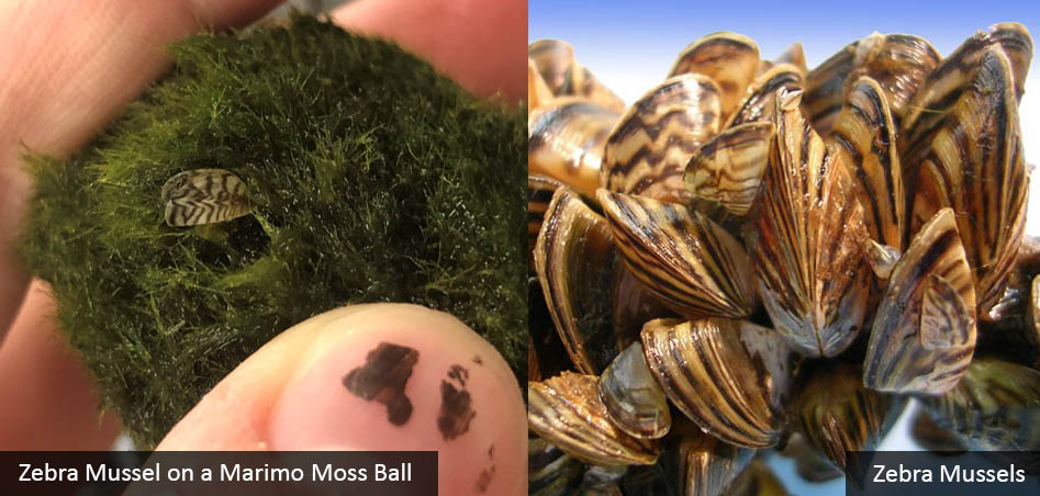 Invasive Zebra Mussels Hitchhike to AK on Aquarium Moss Balls