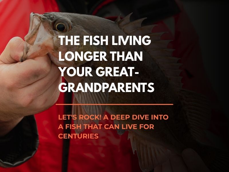 Rockfish featured in The Fish Count Podcast