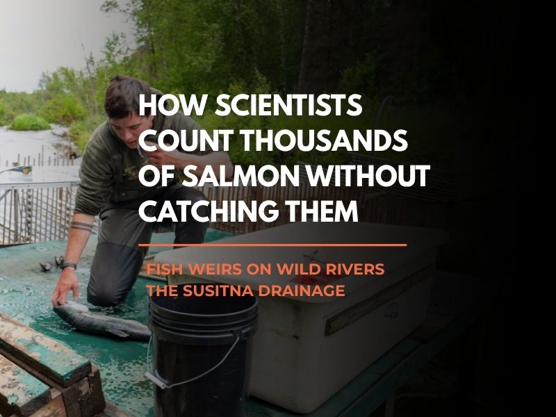 Fish weir and fisheries research in the Susitna drainage