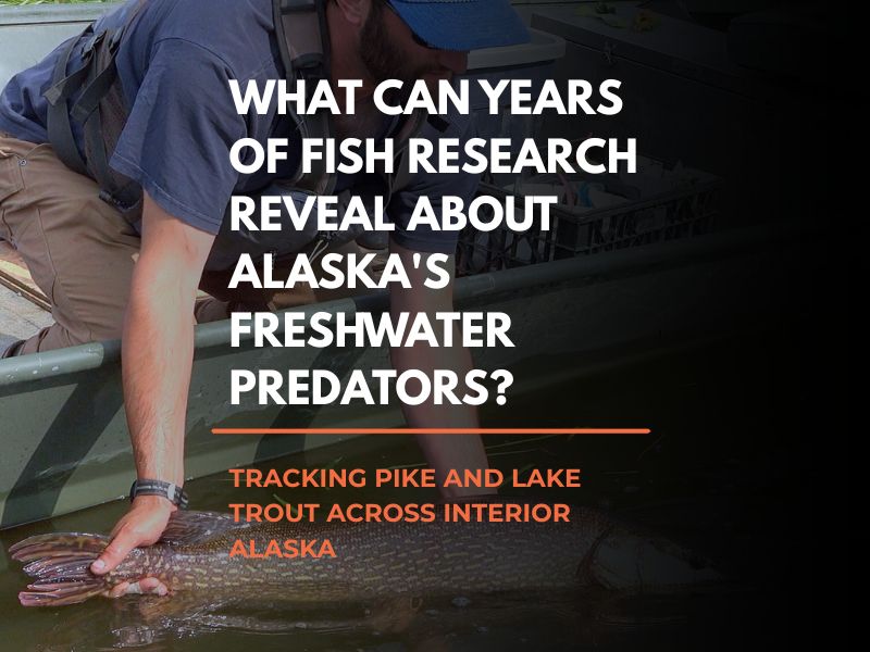 Interior Alaska fisheries fieldwork for The Fish Count Podcast