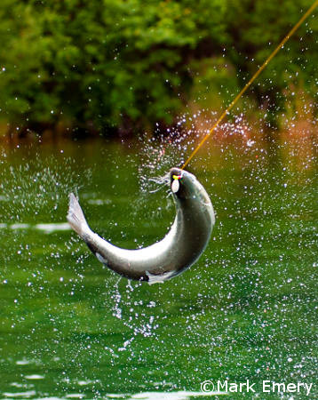 catching coho salmon