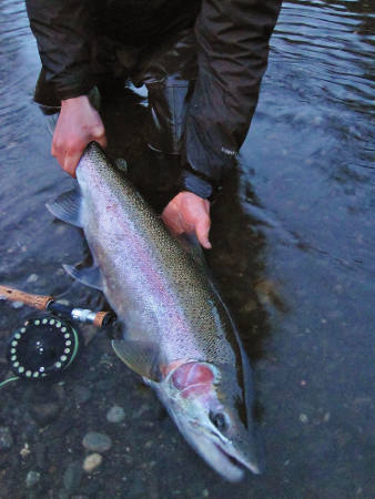 Person holding a steelhead