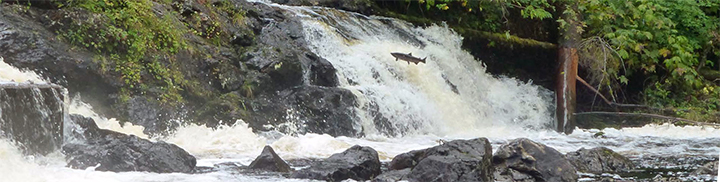 Salmon jumping up waterfall