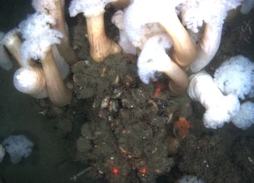 Juvenile king crab and anemones near St. Paul Island, Alaska