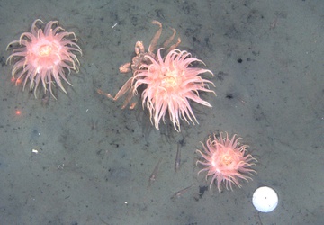 Snow crab, shrimp, and anemones on mud habitat in the Bering Sea