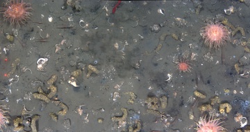 Snail eggs and invertebrates in the Bering Sea