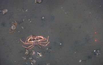 Mating snow crab at Bering Sea trawl survey station K24