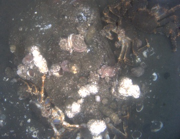 Blue King Crab on rock near St. Mathews Island, Alaska