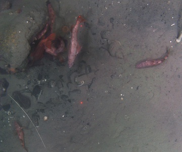 Rockfish in Marmot Bay, Kodiak