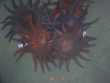 Group of feeding sunflower sea stars, Kodiak