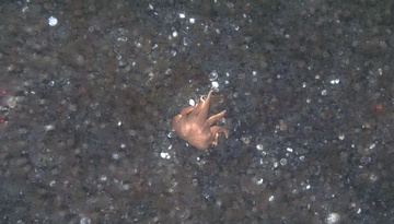 Burrowing sea cucumbers and sea star off Cape Alitak, Kodiak