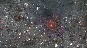 Foraging sunflower sea star on gravelly sand, Kodiak