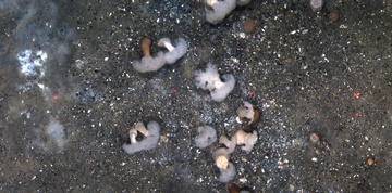 Beggiatoa and anemones, Kodiak