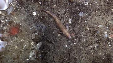 Ling cod on gravelly sand, Kodiak