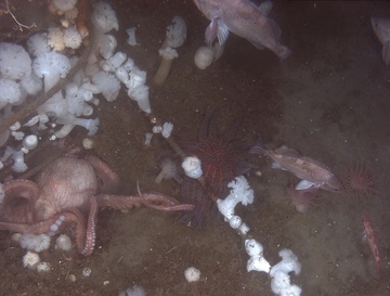 Octopus, rockfish, and invertebrates associated with lost crab pot, Kodiak