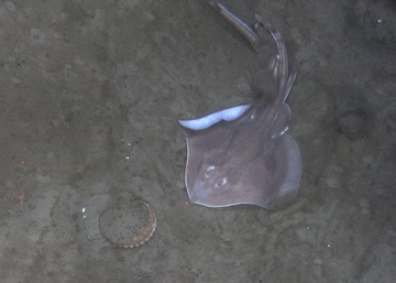 Skate and weathervane scallop on mud habitat, Kodiak