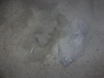 Pacific halibut on mud, Kodiak