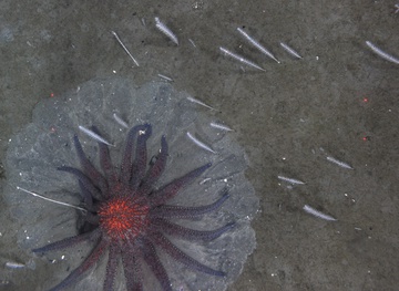 Foraging sunflower sea star and sea whips, Kodiak