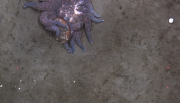Sunflower sea star with captured weathervane scallop, Kodiak