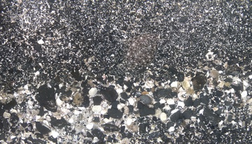 Camouflaged rock sole on gravel habitat, Kodiak