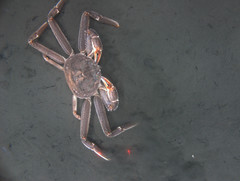 Male Tanner Crab