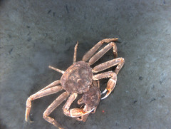 Tanner Crab mating pair