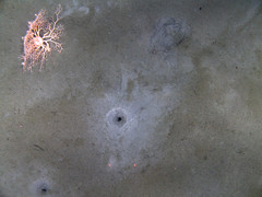 Basket star on mud and sand with infauna burrows