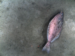 Arrowtooth flounder on mud