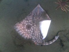 Big skate and striped sun star on mud