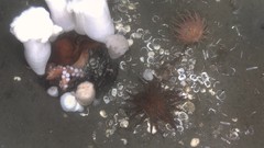 Octopus den in a tire with Metridium giganteum, Sunflower star, and pink anenome