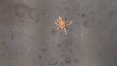 Sun star exploring infauna burrows in mud