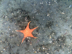 Gunpowder star on sand and mud