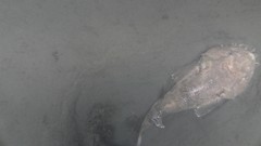 Big mouth sculpin in mud