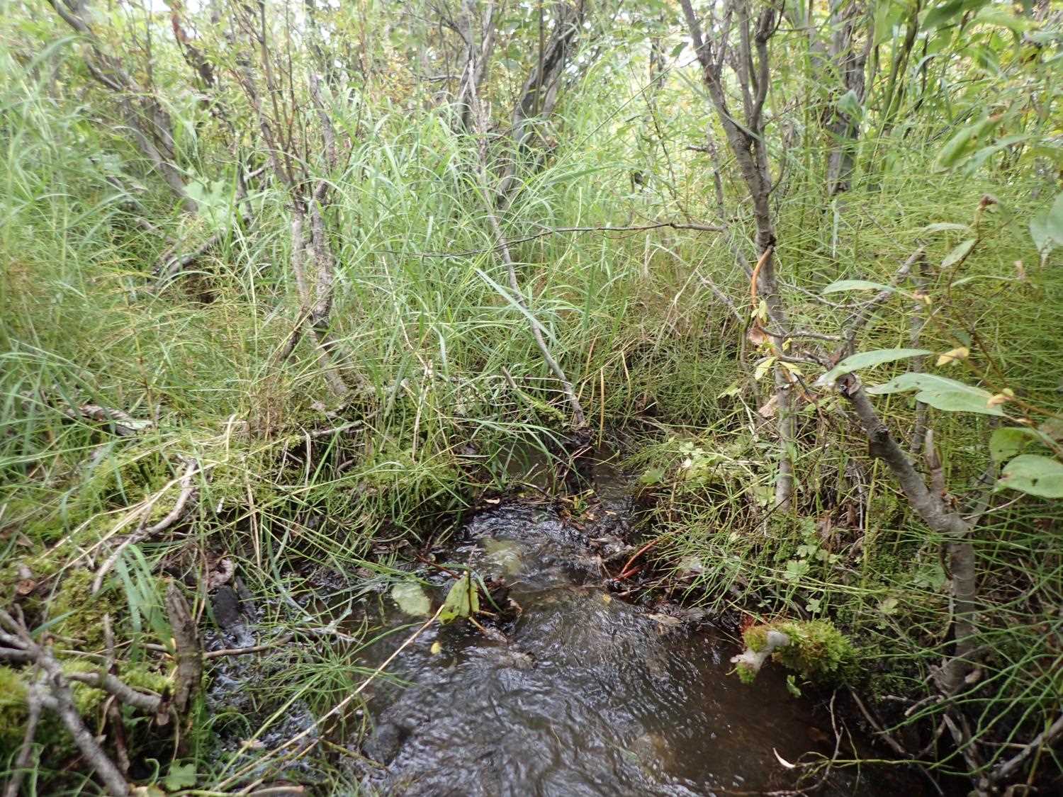 Fish Passage Improvement site 20503999