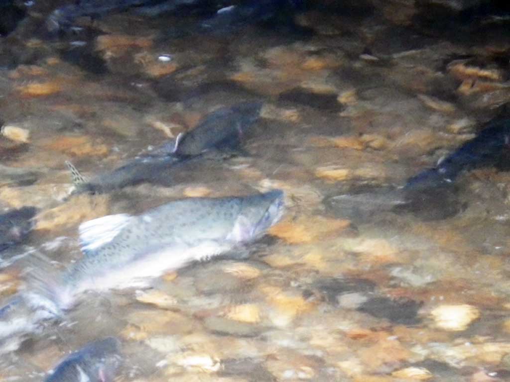 Fish Passage Improvement site 30103442