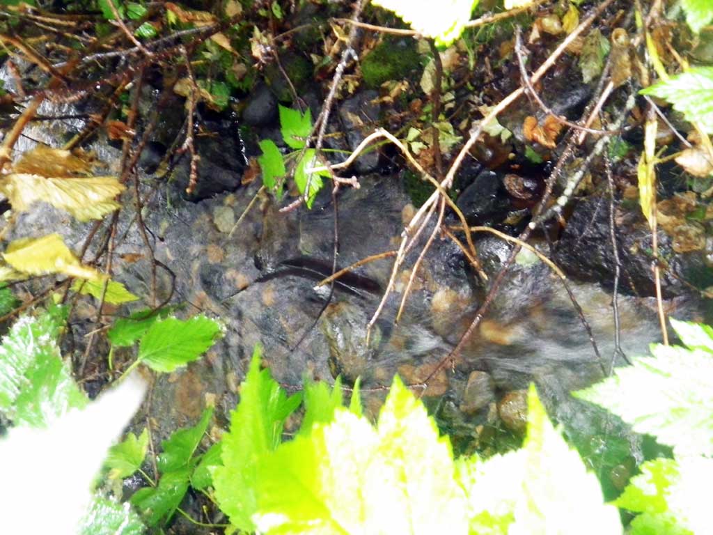 Fish Passage Improvement site 30103443